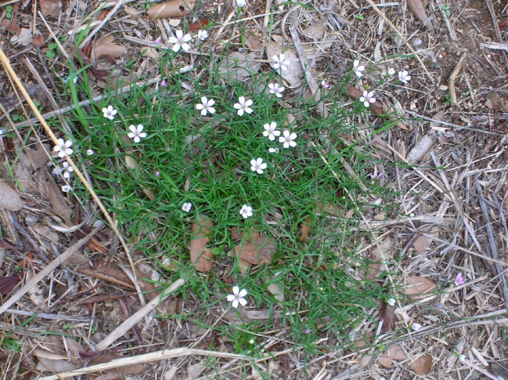 Petrorhagia saxifraga